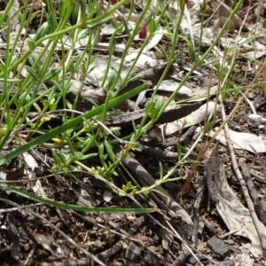 Haloragis heterophylla at Campbell, ACT - 11 Nov 2021