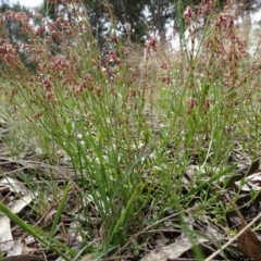 Haloragis heterophylla at Campbell, ACT - 11 Nov 2021