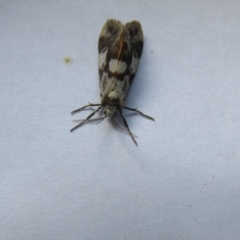 Anestia (genus) (A tiger moth) at McKellar, ACT - 16 Nov 2021 by Birdy