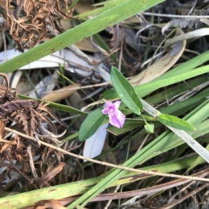 Polymeria calycina at Evans Head, NSW - 18 Nov 2021