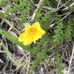 Hibbertia sp. (Guinea Flower) at Evans Head, NSW - 18 Nov 2021 by AliClaw