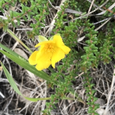 Hibbertia sp. (Guinea Flower) at Evans Head, NSW - 18 Nov 2021 by AliClaw