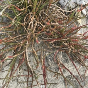 Salicornia quinqueflora at Evans Head, NSW - 18 Nov 2021