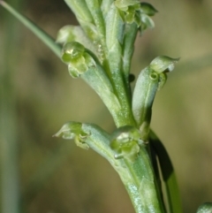 Microtis unifolia at Murrumbateman, NSW - 16 Nov 2021