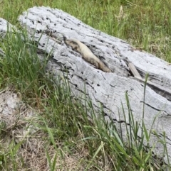 Tiliqua scincoides scincoides (Eastern Blue-tongue) at Murrumbateman, NSW - 18 Nov 2021 by SimoneC