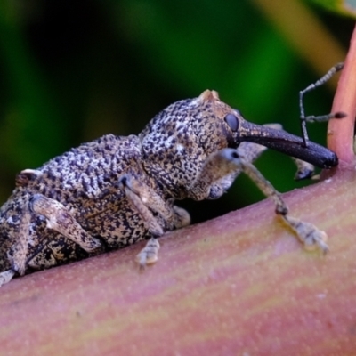 Orthorhinus cylindrirostris (Elephant Weevil) at Galong, NSW - 18 Nov 2021 by Kurt