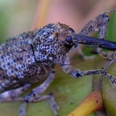 Orthorhinus cylindrirostris at Galong, NSW - 18 Nov 2021