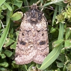 Agrotis porphyricollis (Variable Cutworm) at Jerrabomberra, NSW - 18 Nov 2021 by SteveBorkowskis
