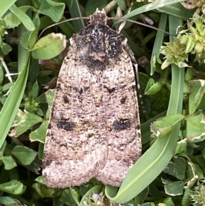 Agrotis porphyricollis (Variable Cutworm) at Jerrabomberra, NSW - 18 Nov 2021 by Steve_Bok