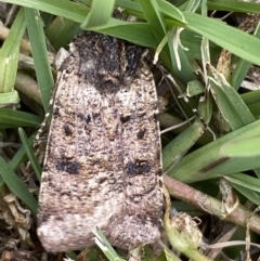 Agrotis porphyricollis at Jerrabomberra, NSW - 18 Nov 2021