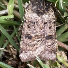 Agrotis porphyricollis at Jerrabomberra, NSW - 18 Nov 2021