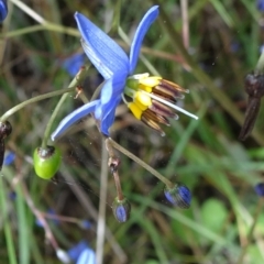 Dianella revoluta var. revoluta (Black-Anther Flax Lily) at Campbell, ACT - 11 Nov 2021 by JanetRussell