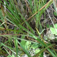 Dianella revoluta var. revoluta at Campbell, ACT - 11 Nov 2021 10:39 AM