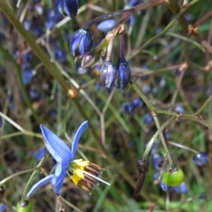 Dianella revoluta var. revoluta at Campbell, ACT - 11 Nov 2021 10:39 AM