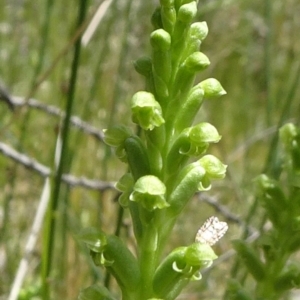 Microtis unifolia at Campbell, ACT - suppressed