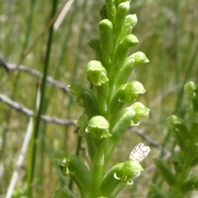 Microtis unifolia (Common Onion Orchid) at Mount Ainslie - 11 Nov 2021 by JanetRussell