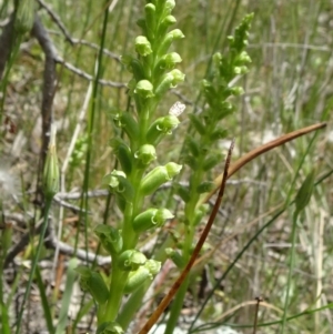 Microtis unifolia at Campbell, ACT - suppressed