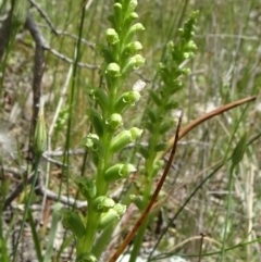 Microtis unifolia at Campbell, ACT - 11 Nov 2021