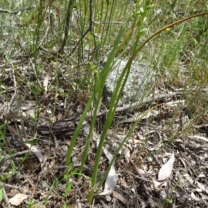 Microtis unifolia at Campbell, ACT - suppressed