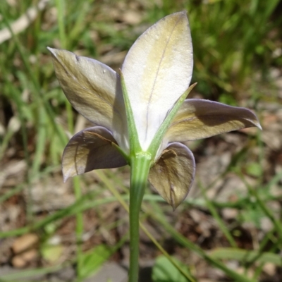 Wahlenbergia luteola (Yellowish Bluebell) at Mount Ainslie - 10 Nov 2021 by JanetRussell