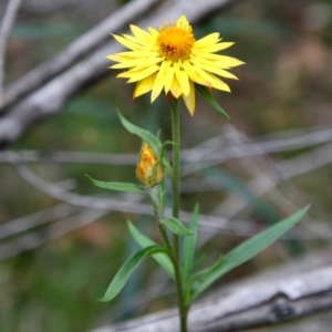 Xerochrysum bracteatum at Moruya, NSW - suppressed