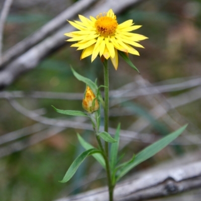 Xerochrysum bracteatum (Golden Everlasting) at Broulee Moruya Nature Observation Area - 18 Nov 2021 by LisaH