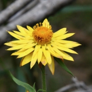 Xerochrysum bracteatum at Moruya, NSW - suppressed