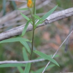 Xerochrysum bracteatum at Moruya, NSW - suppressed