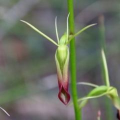 Cryptostylis subulata (Cow Orchid) at Broulee Moruya Nature Observation Area - 18 Nov 2021 by LisaH