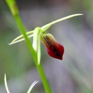 Cryptostylis subulata at Moruya, NSW - suppressed