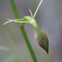 Cryptostylis subulata at Moruya, NSW - 18 Nov 2021