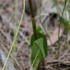 Cryptostylis subulata at Moruya, NSW - suppressed