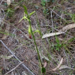 Cryptostylis subulata at Moruya, NSW - suppressed