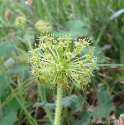 Hydrocotyle laxiflora (Stinking Pennywort) at Mount Ainslie - 10 Nov 2021 by JanetRussell