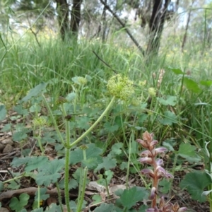 Hydrocotyle laxiflora at Campbell, ACT - 11 Nov 2021 10:45 AM