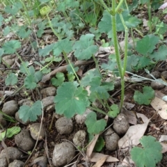 Hydrocotyle laxiflora at Campbell, ACT - 11 Nov 2021 10:45 AM