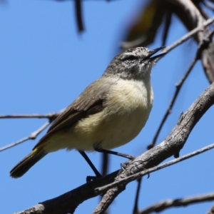 Acanthiza chrysorrhoa at Pialligo, ACT - 17 Nov 2021