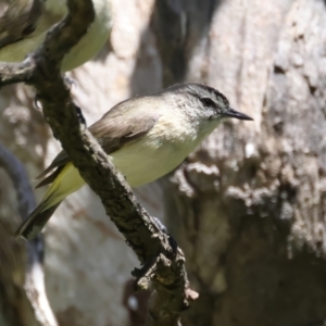 Acanthiza chrysorrhoa at Pialligo, ACT - 17 Nov 2021