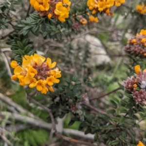 Oxylobium ellipticum at Tennent, ACT - 18 Nov 2021