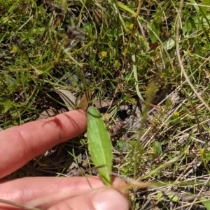 Viola betonicifolia subsp. betonicifolia at Tennent, ACT - 18 Nov 2021