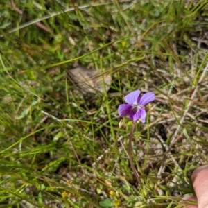 Viola betonicifolia subsp. betonicifolia at Tennent, ACT - 18 Nov 2021