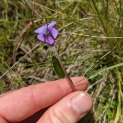 Viola betonicifolia subsp. betonicifolia at Tennent, ACT - 18 Nov 2021