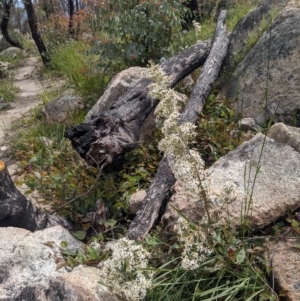 Olearia erubescens at Tennent, ACT - 18 Nov 2021 10:59 AM