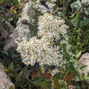 Olearia erubescens at Tennent, ACT - 18 Nov 2021