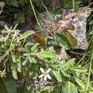 Olearia erubescens at Tennent, ACT - 18 Nov 2021 10:59 AM