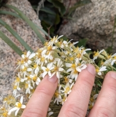 Olearia erubescens at Tennent, ACT - 18 Nov 2021 10:59 AM