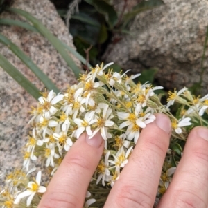 Olearia erubescens at Tennent, ACT - 18 Nov 2021
