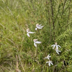 Caladenia moschata at Tennent, ACT - suppressed