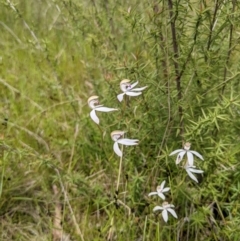 Caladenia moschata (Musky caps) at Tennent, ACT - 17 Nov 2021 by WalterEgo