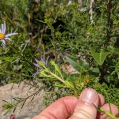 Olearia tenuifolia (Narrow-leaved Daisybush) at Tennent, ACT - 18 Nov 2021 by WalterEgo